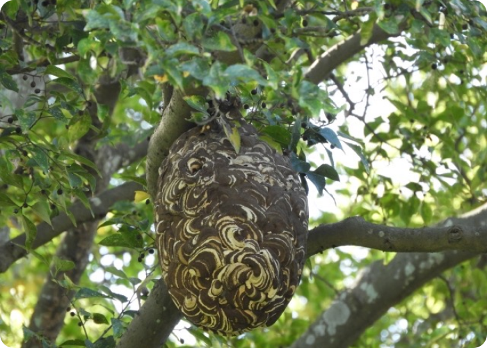 木の中にいる蜂の巣