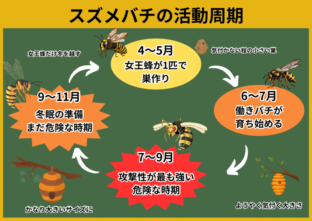 スズメバチの活動周期