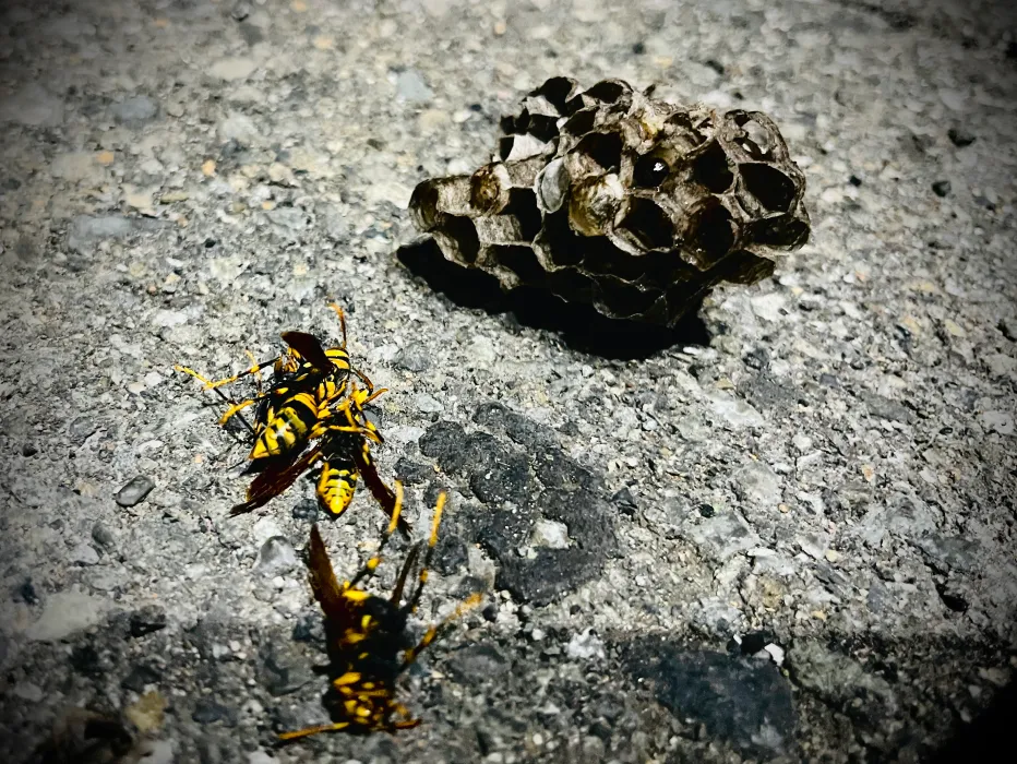 駆除実績　アシナガバチ